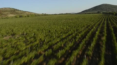 Flying view of vineyard Vídeos de archivo 16369593
