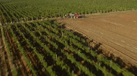 Flying view of vineyard Stock Footage 16370906