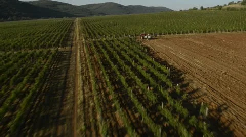 Flying view of vineyard Vídeos de archivo 16371858