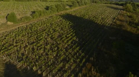 Flying view of vineyard Vídeos de archivo 16371935