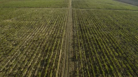 Flying view of vineyard Stock Footage 16373918