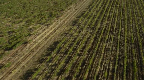 Flying view of vineyard Vídeos de archivo 16373976