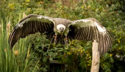 Flying vulture Stock Photos