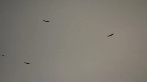 Flying Vultures 库存影片 713760