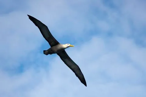 Flying waved albatross Stock Photos