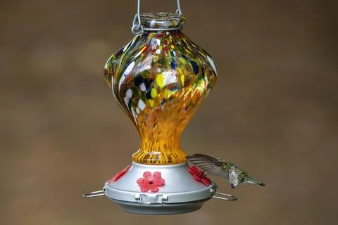 Flying While Feeding Stock Photos