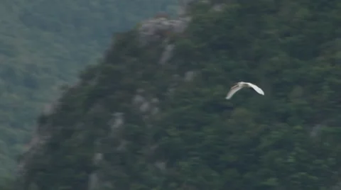 Flying White Bird Stock Footage 46113948