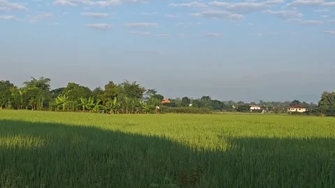Flying White Bird Over Green Rice Field. Stock Footage 340548771