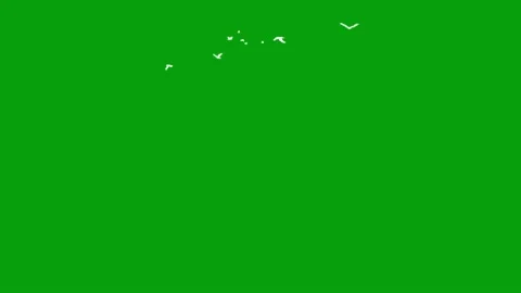 Flying white birds motion graphics with green screen background Stock Footage 158548975