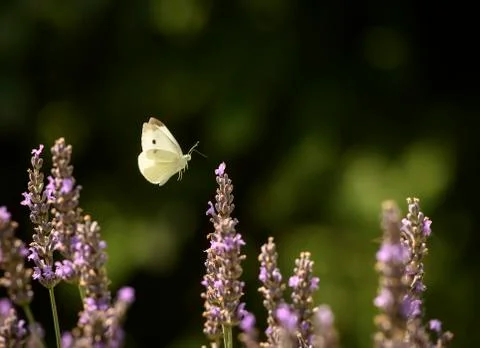 Flying White Butterfly And Purple Lavender Flowers Stock Photos