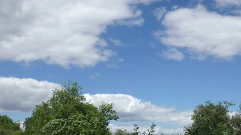 Flying white clouds in the blue sky above the tree crowns timelapse Stock Footage 158568530