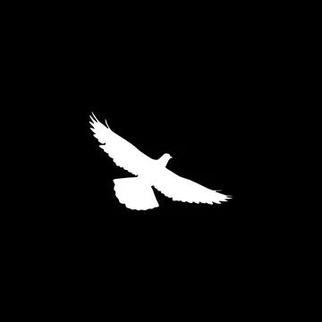 Flying White Dove or Pigeon Silhouette Isolated Stock Illustration
