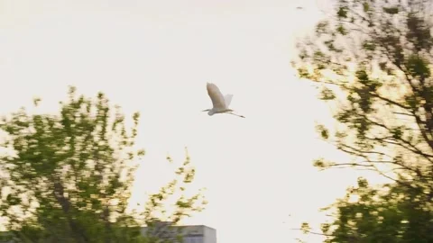 Flying white egret over lush green forest near Ros River, Ukraine at sunset Stock Footage 326275540