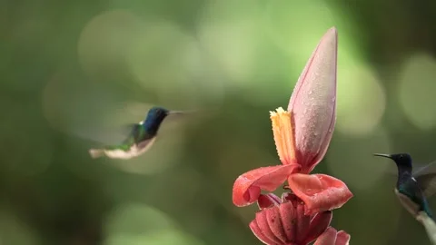 Flying White-necked Jacobin next to pinky red flower. Hummingbird Florisuga mell Video stock 296652096