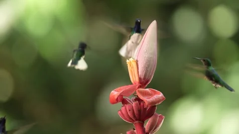 Flying White-necked Jacobin next to pinky red flower. Hummingbird Florisuga mell Stock Footage 296652162