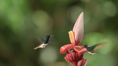 Flying White-necked Jacobin next to pinky red flower. Hummingbird Florisuga mell Stock Footage 296652169