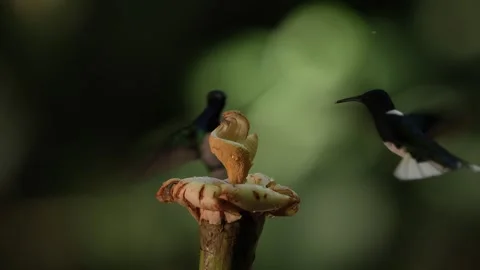 Flying White-necked Jacobin next to pinky red flower. Hummingbird Florisuga mell Stock Footage 296652172
