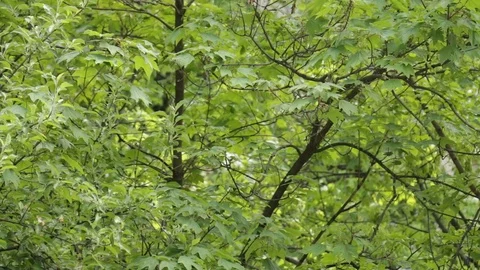 Flying White Pollen From Tree In Spring Stock Footage 75003017
