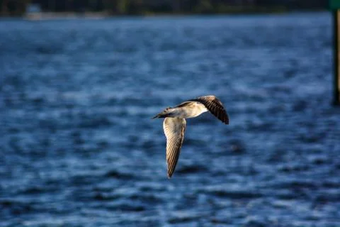 A flying white seagull Stock Photos