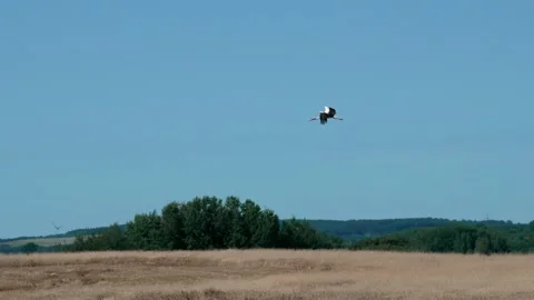 Flying white stork Stock Footage 321133154
