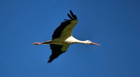 Flying white stork Stock Photos