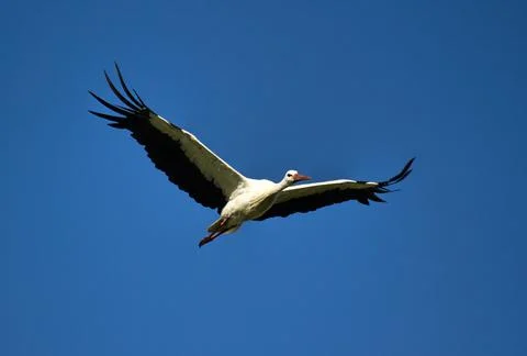 Flying white stork Stock-Fotos