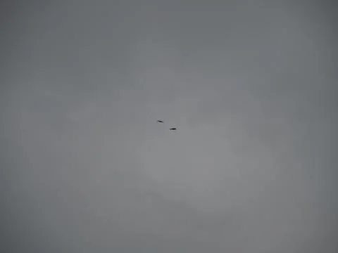 Flying white storks in a cloudy sky Stock Photos