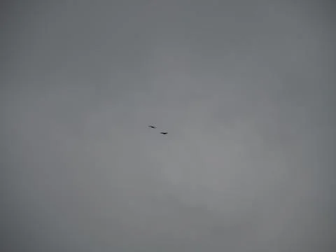 Flying white storks in a cloudy sky Stock Photos