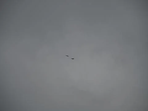 Flying white storks in a cloudy sky Stock Photos