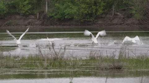 Flying white swans, spring river Stock Footage 168980367