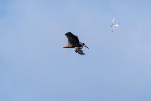 Flying White Tailed Eagle with catch against blue sky Stock Photos
