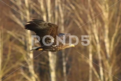 Flying White-Tailed Eagle / Sea Eagle (Haliaeetus Albicilla) Stock Photos