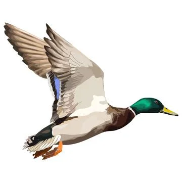 Flying wild duck realistic vector illustration icon. Stock Illustration