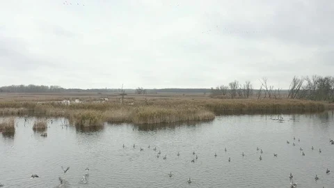 Flying wild geese 3 Stock Footage 123231528