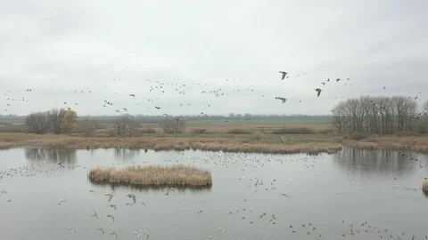 Flying wild geese Stock Footage 123231270
