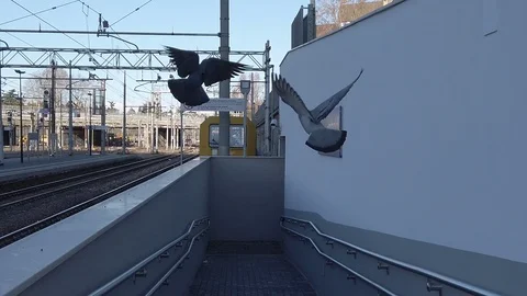 Flying wild pigeons at train station slowmotion Stock Footage 102786591