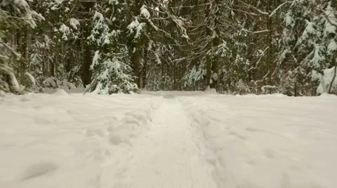 Flying in winter forest. Clean and frosty daytime. Video stock 59894963
