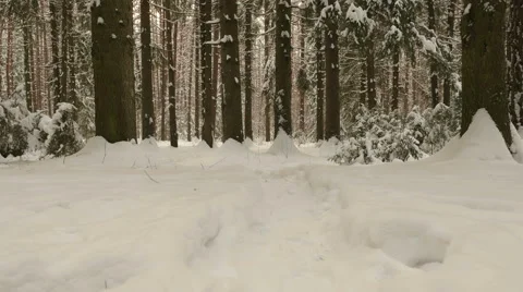 Flying in winter forest. Clean and frosty daytime. Stock Footage 59896150
