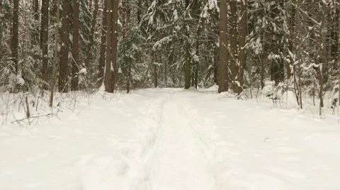 Flying in winter forest. Clean and frosty daytime. Video stock 59897701