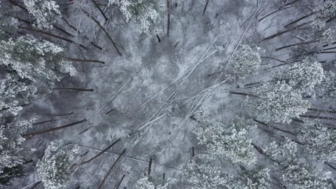 Flying in winter forest with fallen trees 動画素材 156236524