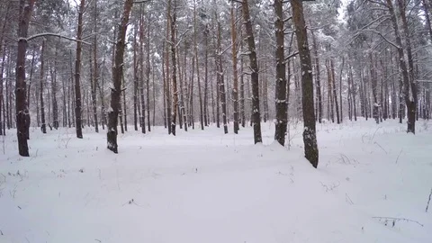 Flying in the Woods Stock Footage 73855919