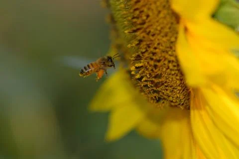 Flying To Work Stock Photos