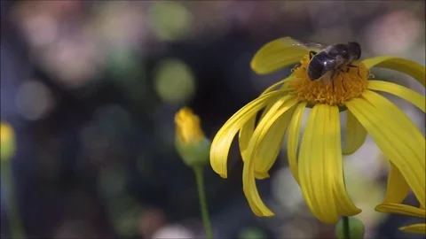 Flying worker bee collects nectar from field of yellow flowers. Stock Footage 77689911