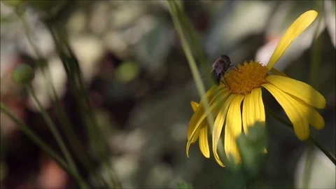 Flying worker bee collects nectar from field of yellow flowers Stock Footage 78067476