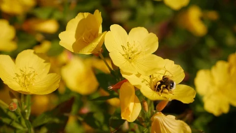Flying worker bee collects nectar from field of yellow flowers. Spring nature Stock Footage 100710021