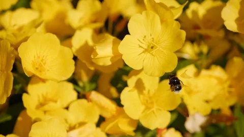 Flying worker bee collects nectar from field of yellow flowers. Spring nature Stock Footage 100710109