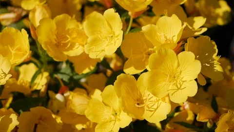 Flying worker bee collects nectar from field of yellow flowers. Spring nature Stock Footage 100712945