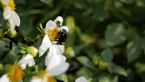 Flying worker bee collects nectar from field of white flowers Stock Footage 103029780