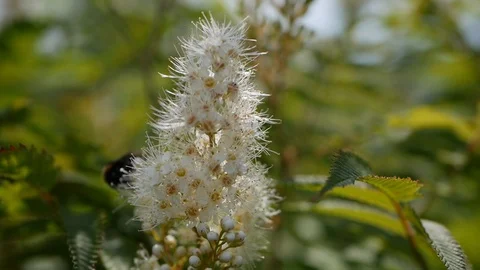 Flying worker bee collects nectar from field of white flowers. Summer nature Stock Footage 103969493