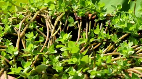 Flying worker bees in plants Stock Footage 51343131